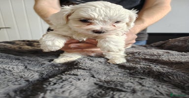 Maltipoo dogs - Advert 12