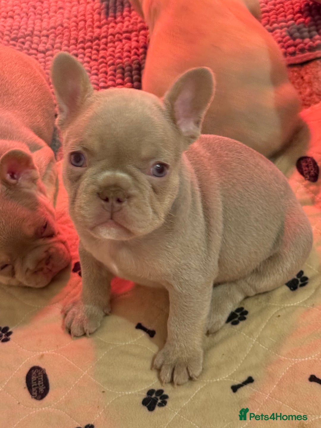 French Bulldog dogs for sale: French Bulldog Puppies  - Advert 8
