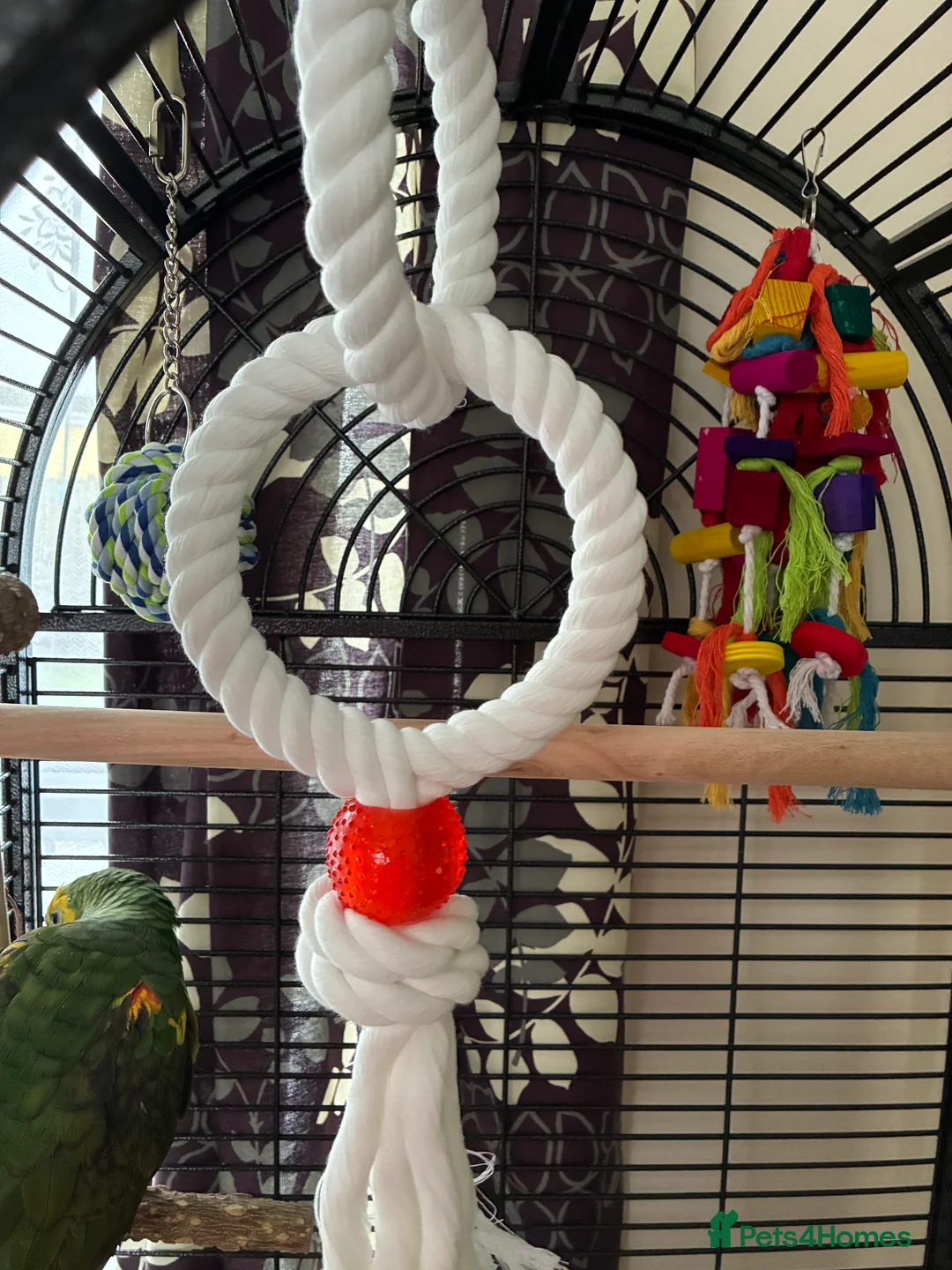 Parrots birds for sale: Blue fronted Amazon young - Advert 5