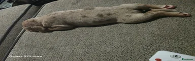 Mixed Breed 5