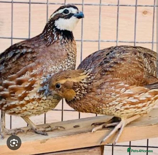 Quail poultry Bobwhite Quail - Advert 2