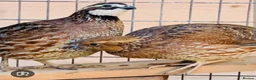 Quail poultry for sale: Bobwhite Quail - Advert 4