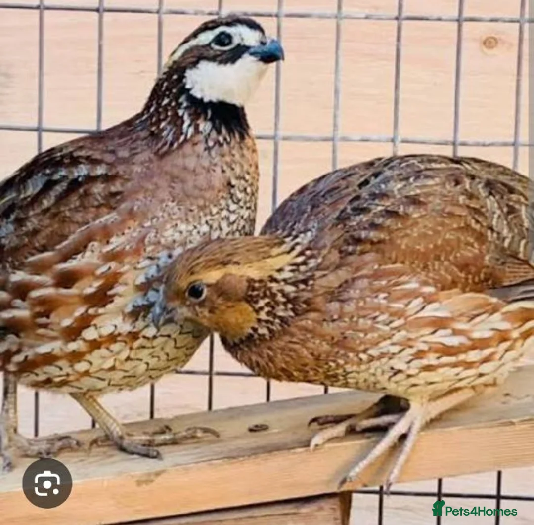 Quail poultry for sale: Bobwhite Quail - Advert 4