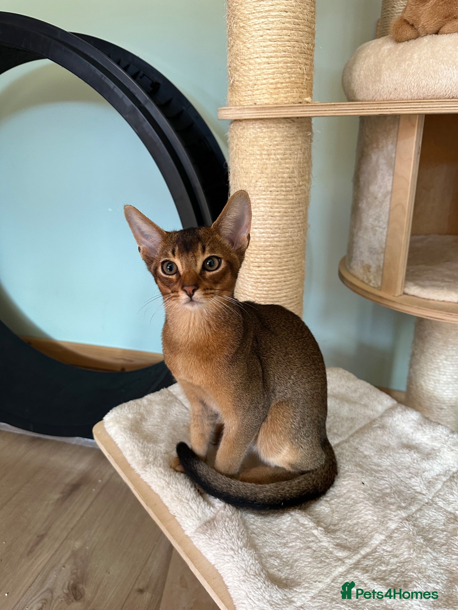 Abyssinian cats Last one boy ready to go🌟 - Advert 12