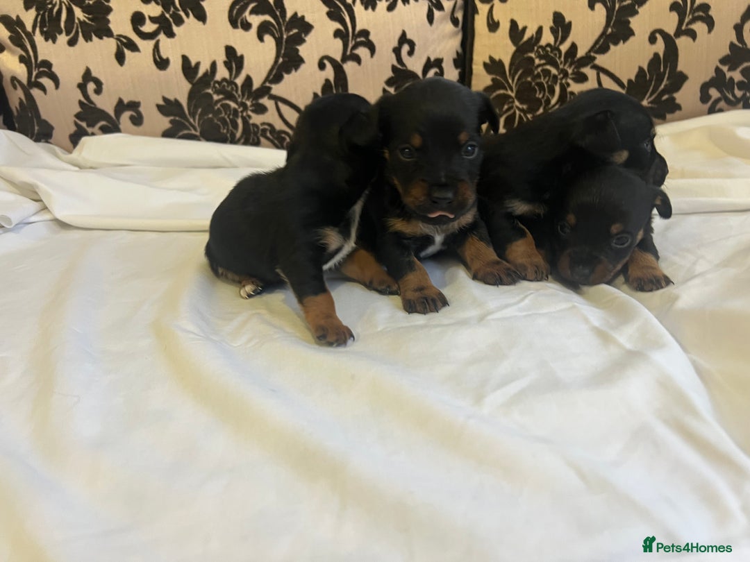 Jack Russell dogs for sale: Miniature Jack Russell puppies 🐶  - Advert 7