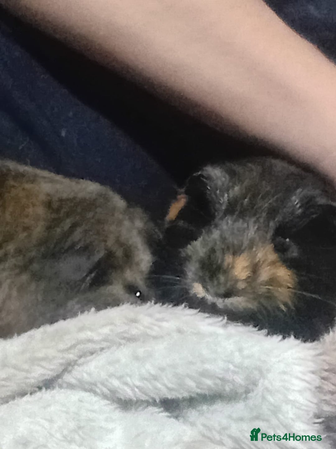 Guinea Pig rodents for sale: 2 guinea pigs and full set up to a loving home - Advert 11