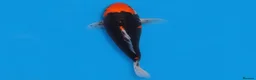 Koi Carp fish for sale: Japanese Koi - Top Quality - Advert 39