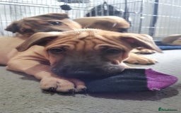 Mixed Breed dogs for sale: Belgian Malinois X Shar-pei puppies  - Advert 20