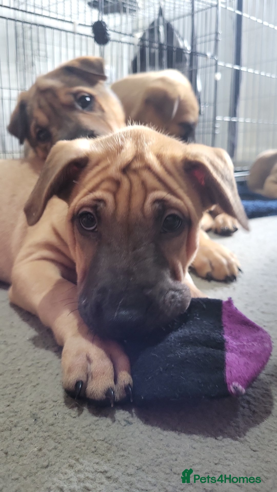 Mixed Breed dogs for sale: Belgian Malinois X Shar-pei puppies  - Advert 20