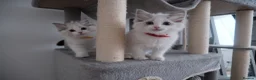 Ragdoll cats for sale: Champion European R-Bloodline Ragdoll Kittens - Advert 20
