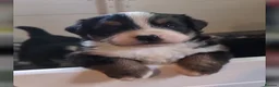 Bernese Mountain Dog dogs for sale: Well Trained Home  Bernese Mountain Pups  in Reading - Advert 11