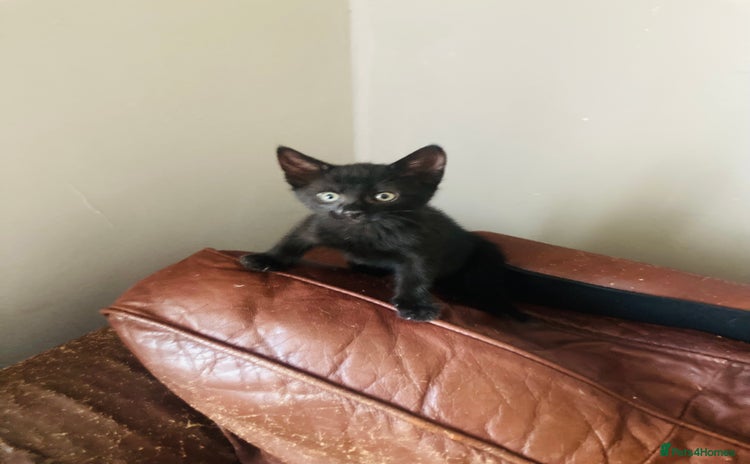 Domestic Shorthair cats - Advert 15