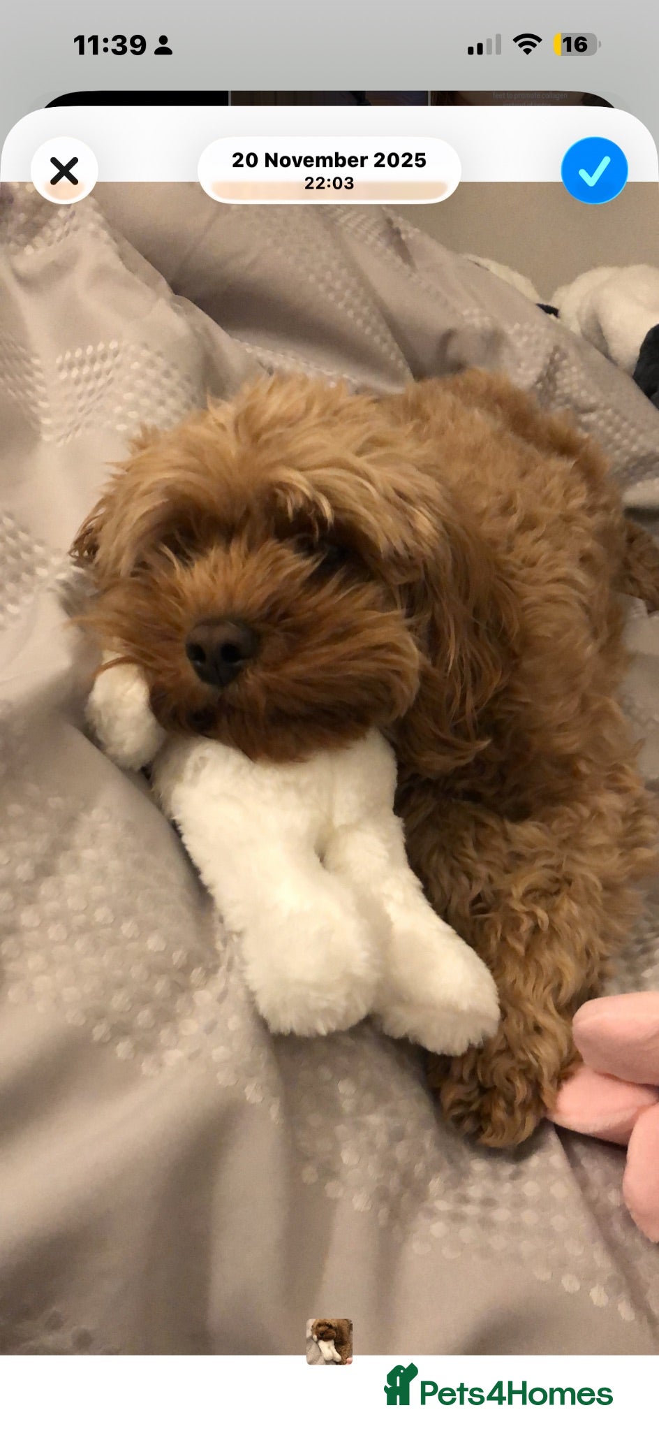 Cavapoo dogs Cavapoo Puppies for sale - Advert 2