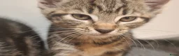 Mixed Breed cats for sale: 2 beautiful kittens left - Advert 4