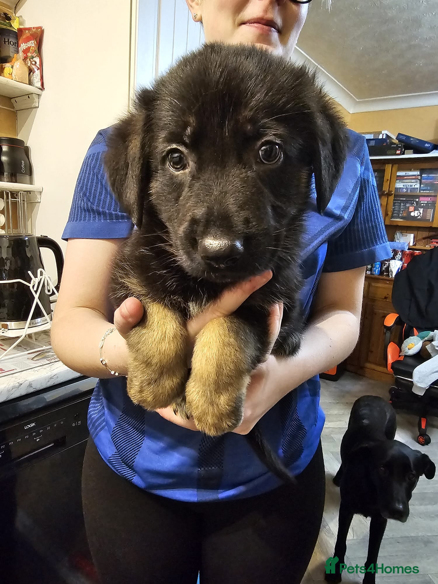 Mixed Breed dogs German Shepherd x lab pups for sale - Advert 10