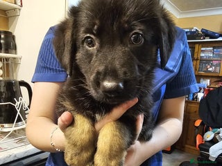 Mixed Breed dogs German Shepherd x lab pups for sale - Advert 8