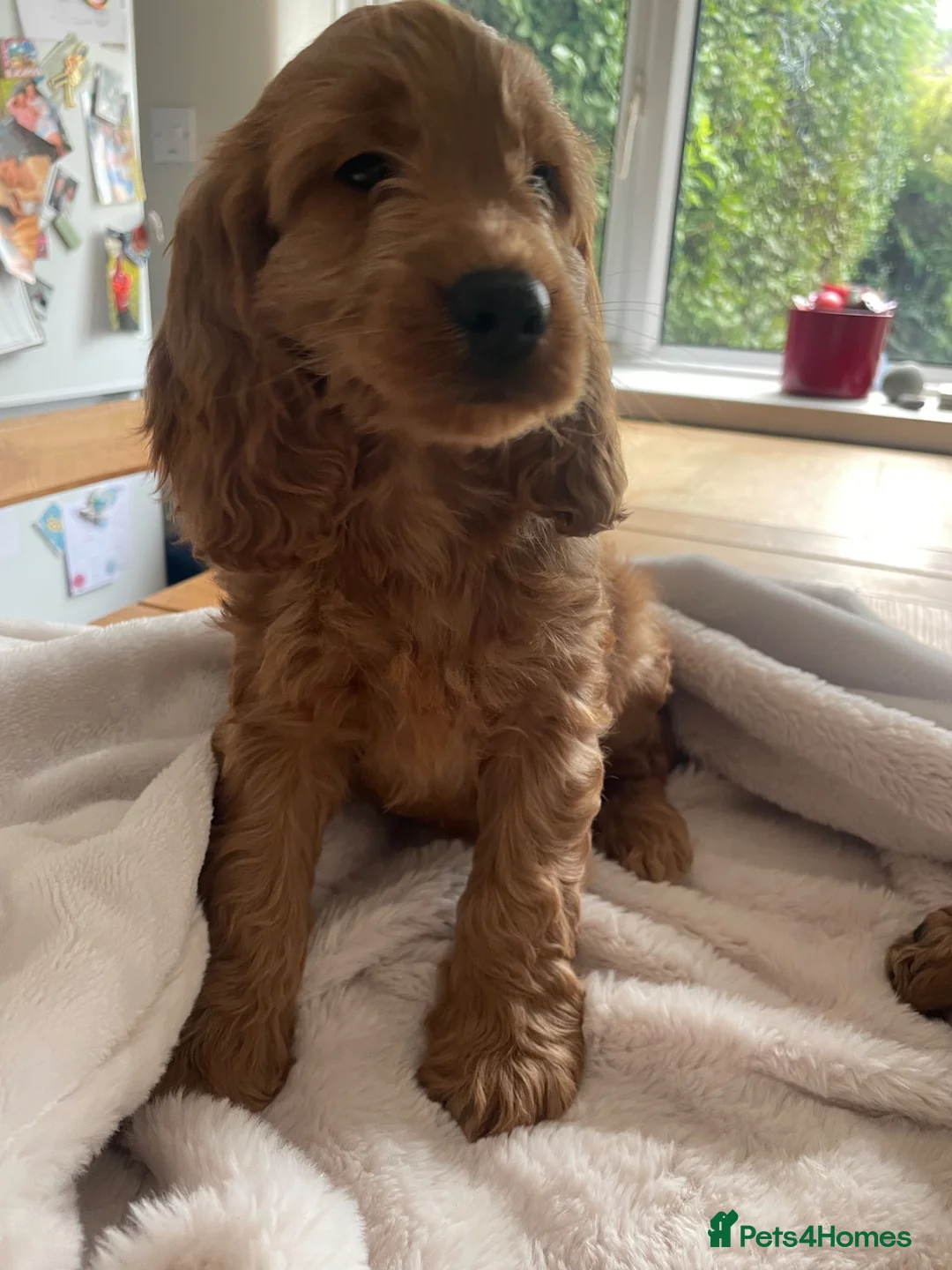 Cockapoo dogs for sale: F1 Cockapoos READY TO LEAVE NOW  - Advert 18