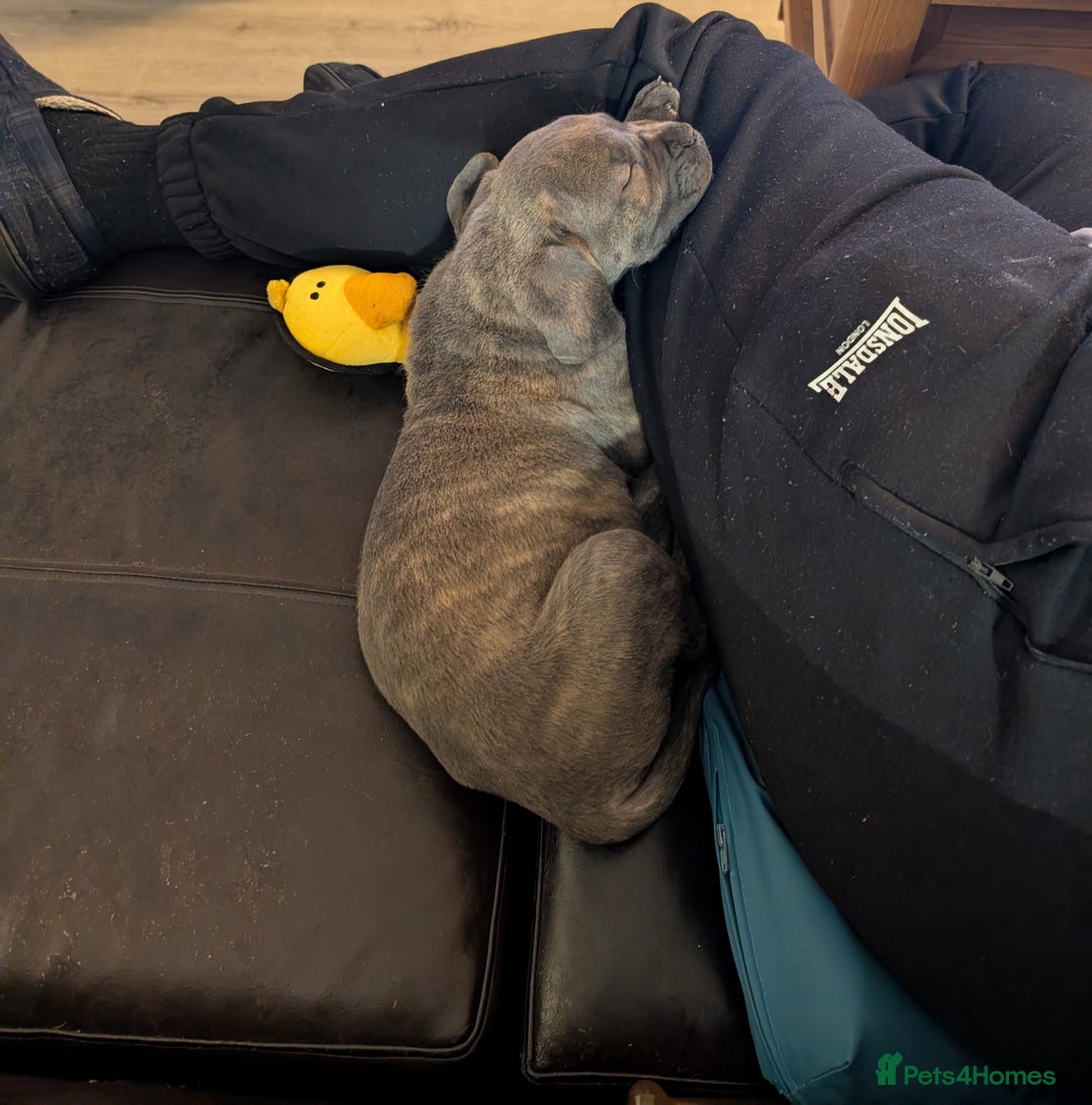 Cane Corso dogs for sale: BLUE BRINDLE MALE CANE CORSO PUPPY - Advert 9