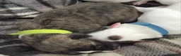 Lurcher dogs for sale: Beautiful Lurcher pups - Advert 9