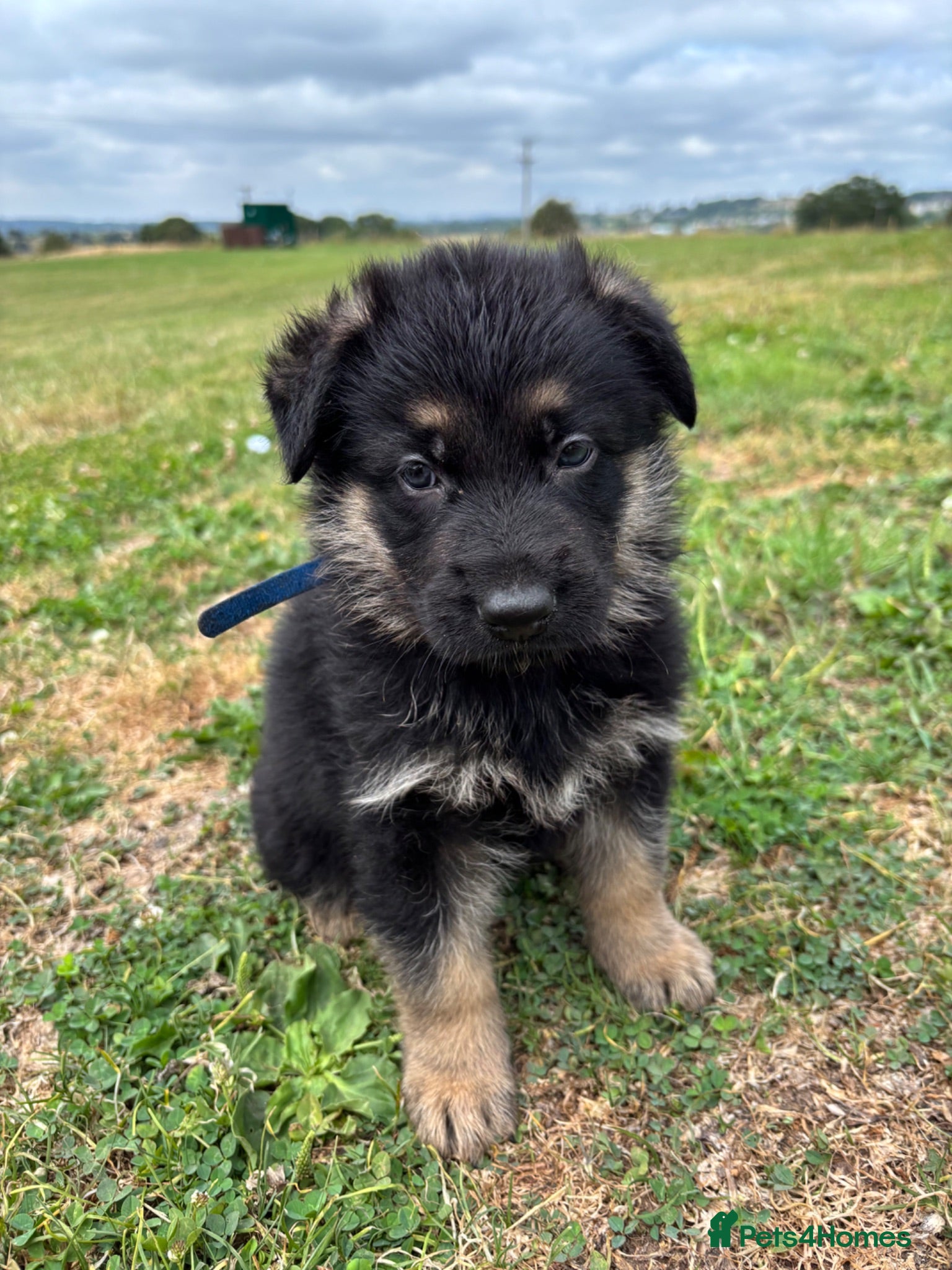 German Shepherd dogs Mum and dad can BOTH be seen! - Advert 7