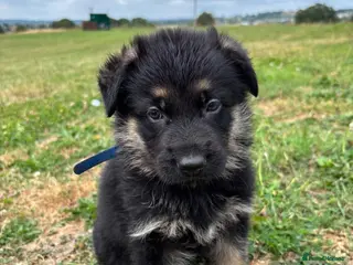 German Shepherd dogs Mum and dad can BOTH be seen! - Advert 7