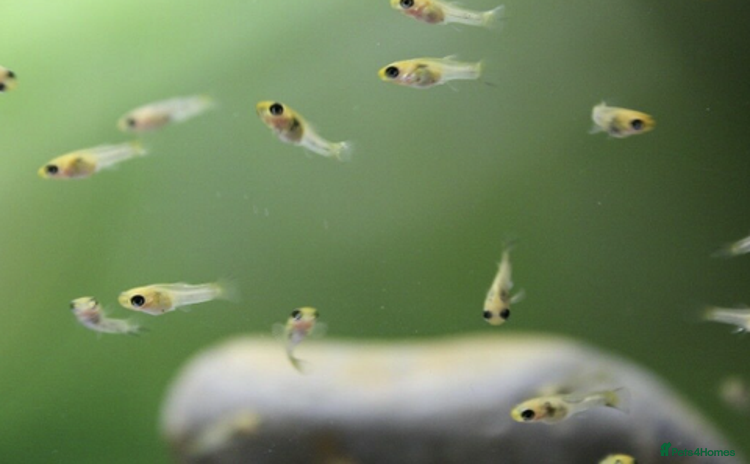 Live Bearers fish - Advert 4