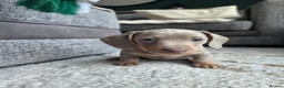 Miniature Dachshund dogs for sale: Blue/IsabellaTanMiniatureDachshund - READY - Advert 22