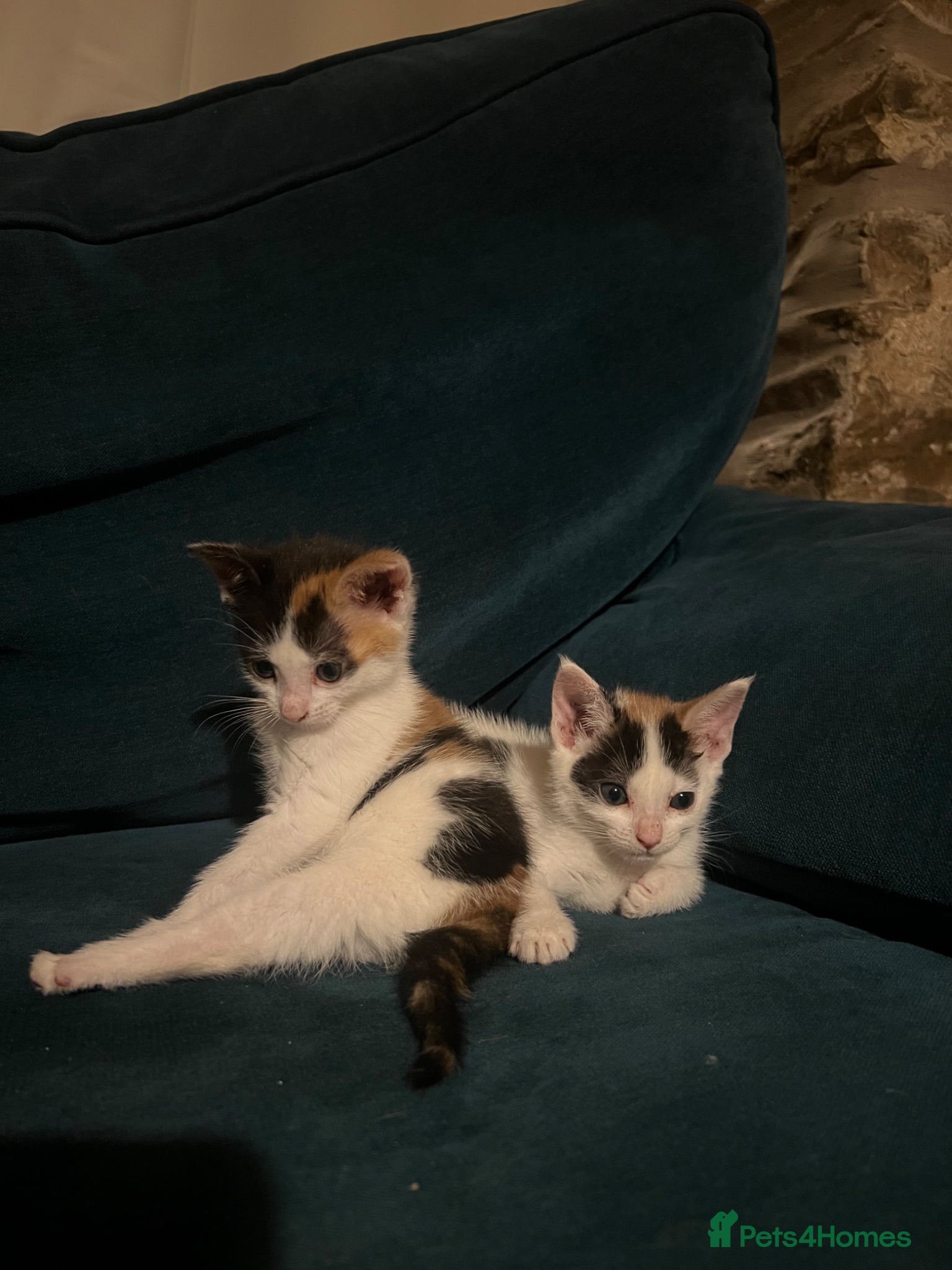 Mixed Breed cats for sale: Gorgeous Friendly Calico kittens - Advert 6