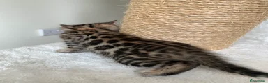 Bengal Kitten 1