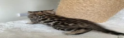 Bengal cats for sale: Best Bengal kittens in the U.K.  - Advert 6
