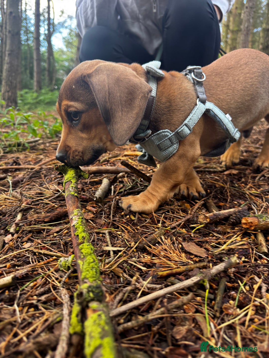 Mixed Breed dogs for sale: Dachshund  - Image 7