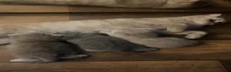 Scottish Fold cats for sale: ✨ Beautiful TICA babies Fold & Straight ✨  - Advert 11