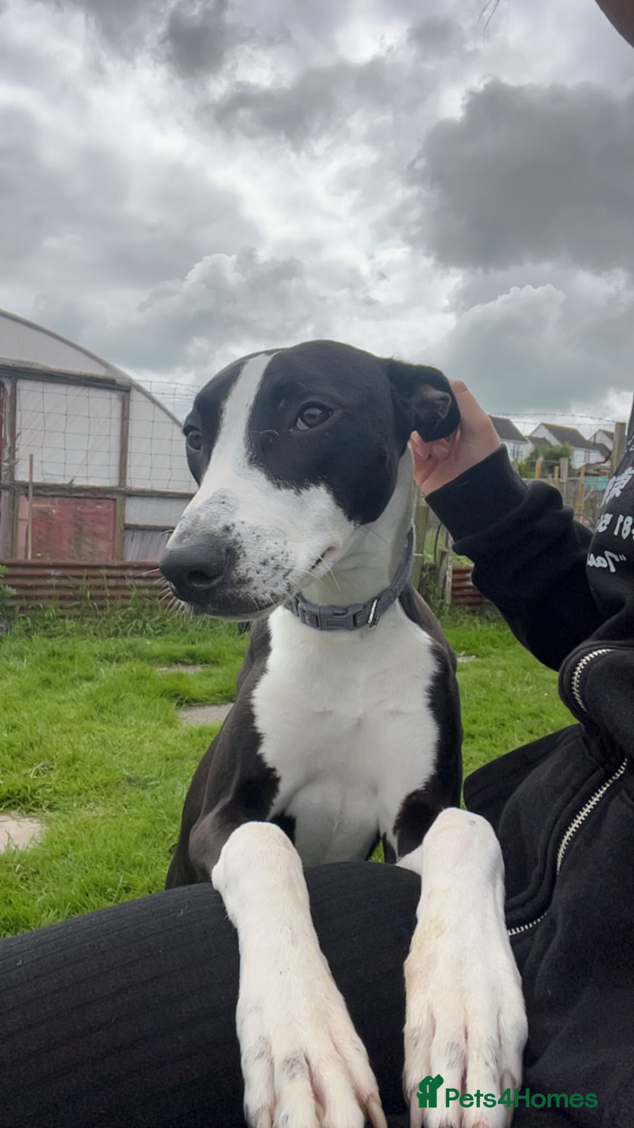 Lurcher dogs Lurcher (Saluki bull whippet) - Advert 1