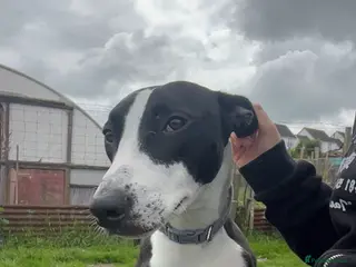 Lurcher dogs Lurcher (Saluki bull whippet) - Advert 1