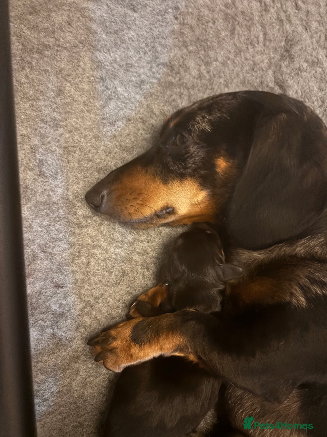 Miniature Dachshund dogs for sale: Stunning Miniature Dachsund pups available  - Image 1