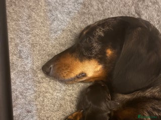 Miniature Dachshund dogs for sale - Advert 1
