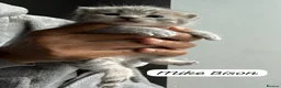 British Shorthair cats for sale: 4 Blue Stripe Spotted British shorthair kittens - Advert 7