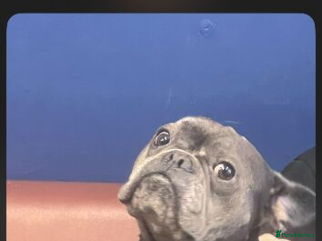 French Bulldog dogs for sale: french bulldog - Advert 3