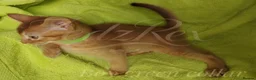 Devon Rex cats for sale: Beautiful Devon Rex x Abyssinian Kittens  - Advert 20
