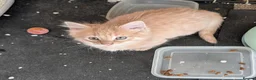 Mixed Breed cats for sale: Stunning Fluffy Tabby Kittens! - Advert 14