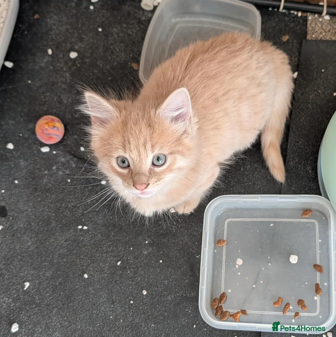 Mixed Breed cats for sale: Stunning Fluffy Tabby Kittens! - Advert 14