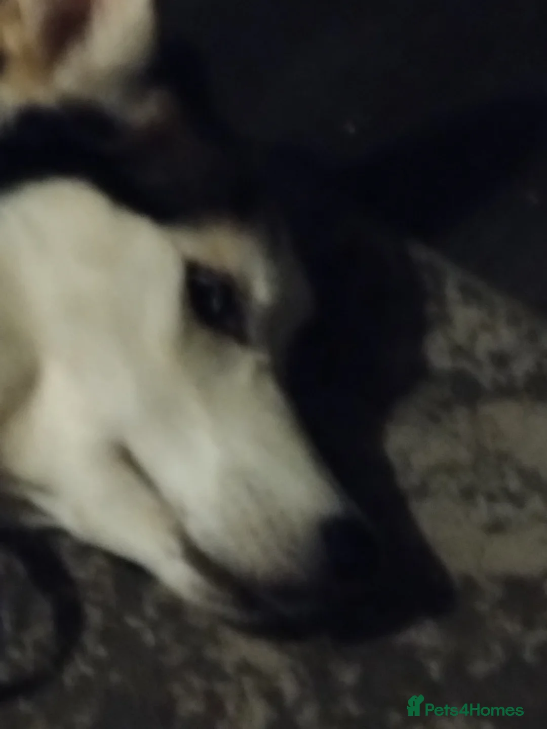 Siberian Husky dogs for sale: 4 year old Husky ♀️ in Alfreton - Advert 4