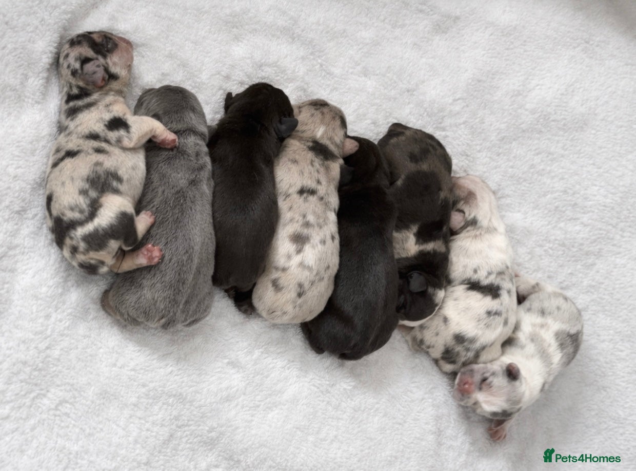 French Bulldog dogs Stunning, colourful litter of 8 French Bulldogs - Advert 6
