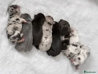French Bulldog dogs Stunning, colourful litter of 8 French Bulldogs - Advert 6