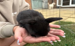 Mini Lop rabbits for sale: Adorable Baby Mini Lop Rabbits – Ready Soon! ✨🐰 - Image 10