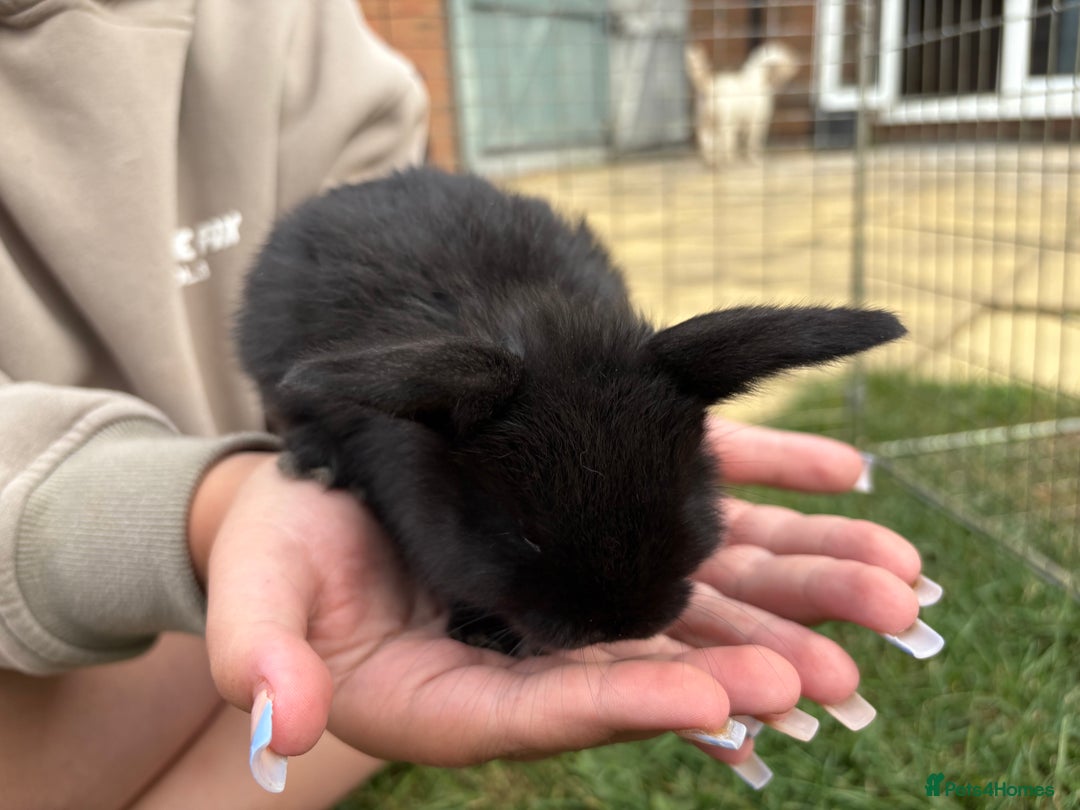 Mini Lop rabbits for sale: Adorable Baby Mini Lop Rabbits – Ready Soon! ✨🐰 - Image 10