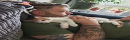 Mixed Breed cats for sale: Very friendly little girl  - Advert 5
