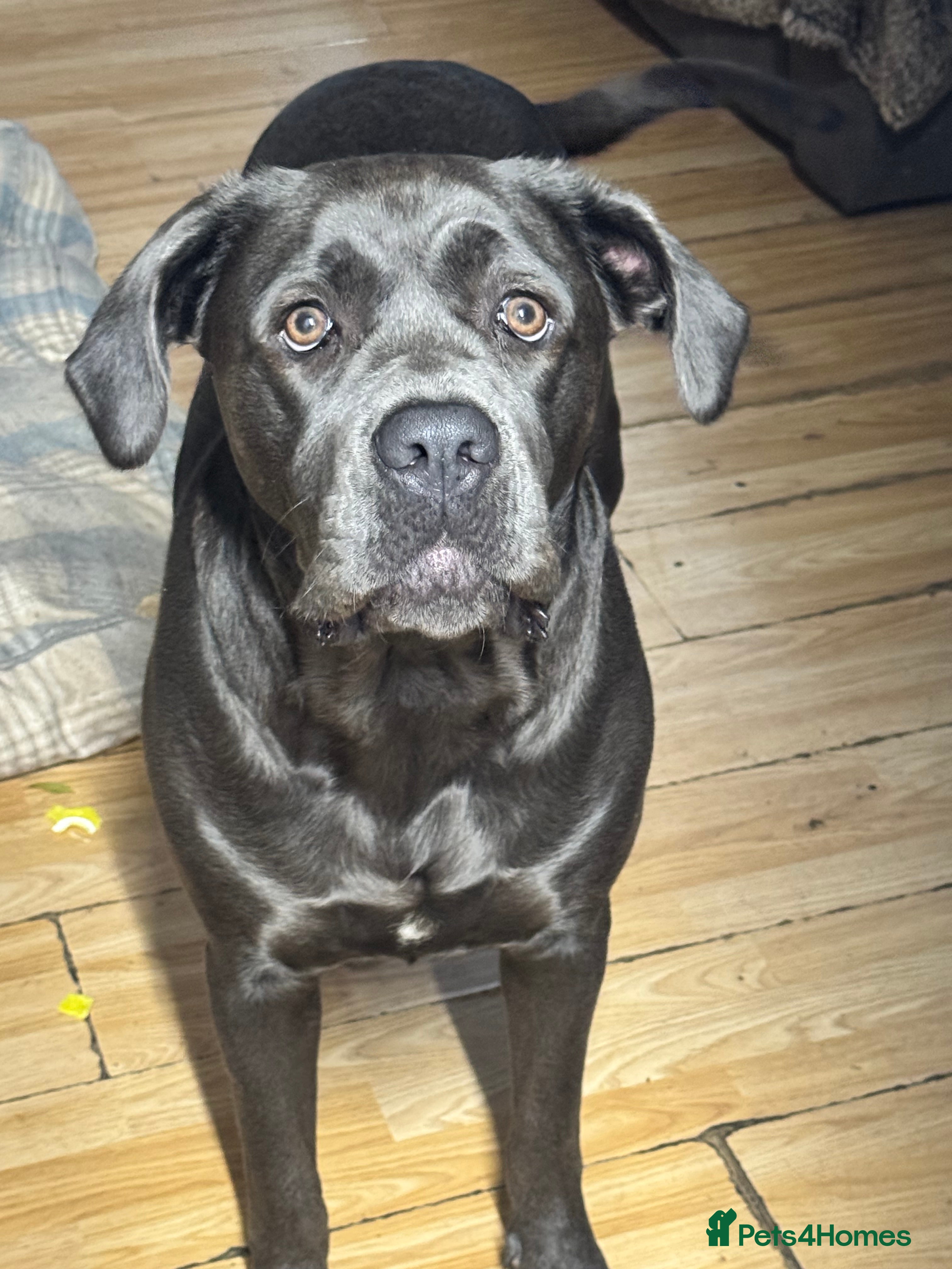 Mixed Breed dogs Looking for a new home - Advert 9