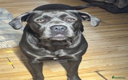 Mixed Breed dogs for sale: Looking for a new home - Image 1