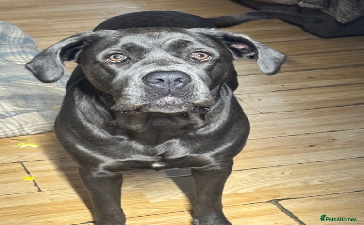 Mixed Breed dogs - Advert 1